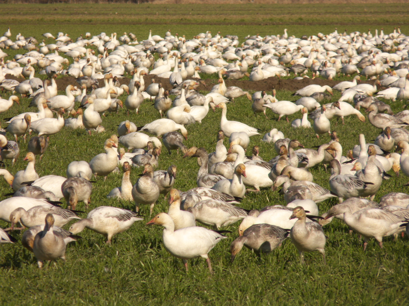 Snow Geese